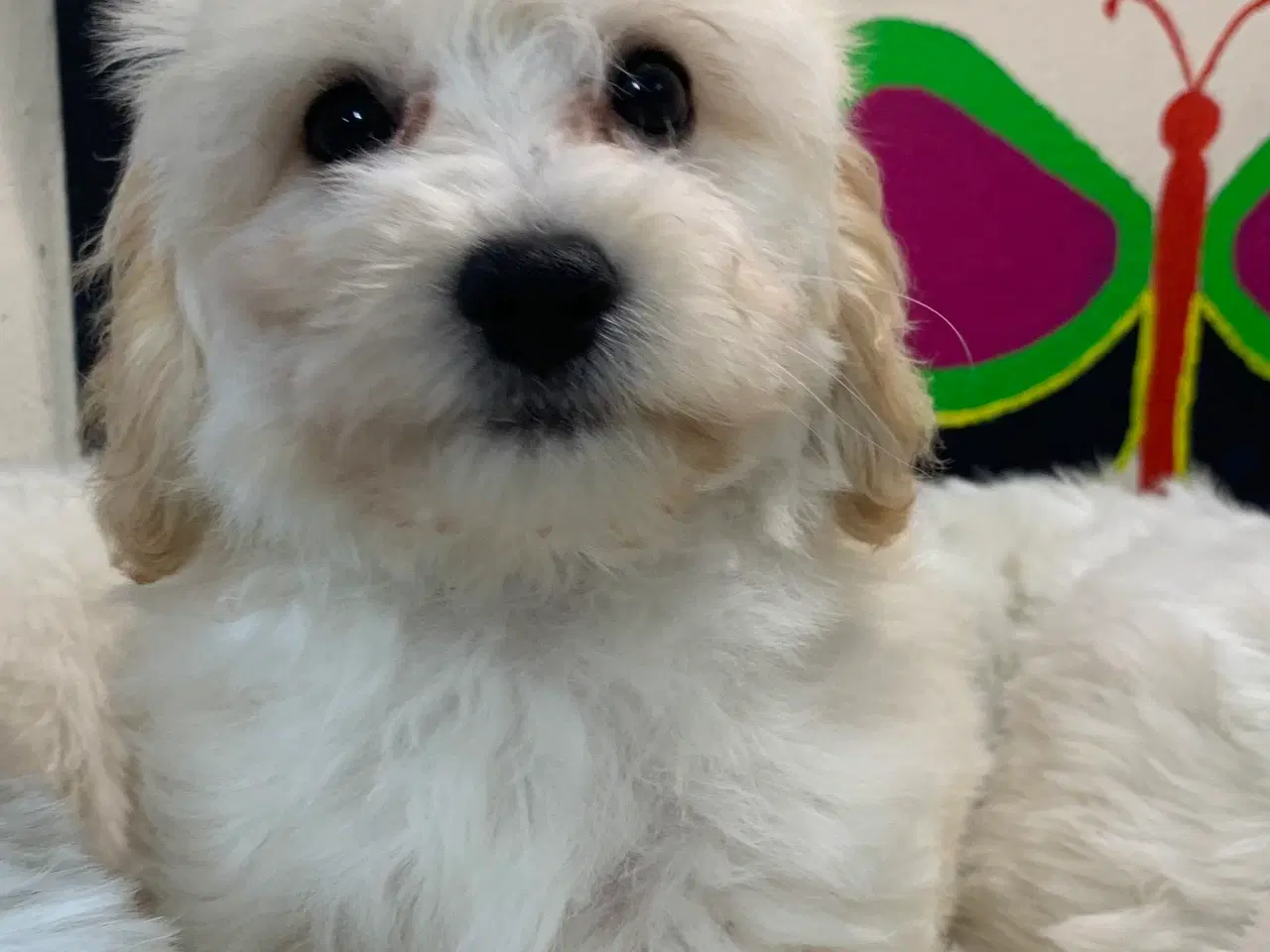 Billede 17 - Maltipoo babyer er rejse klar nu 
