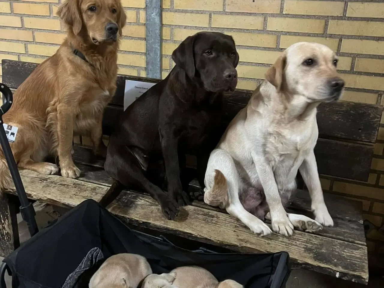 Billede 8 - Fantastiske Labrador og Retriver hvalpe 