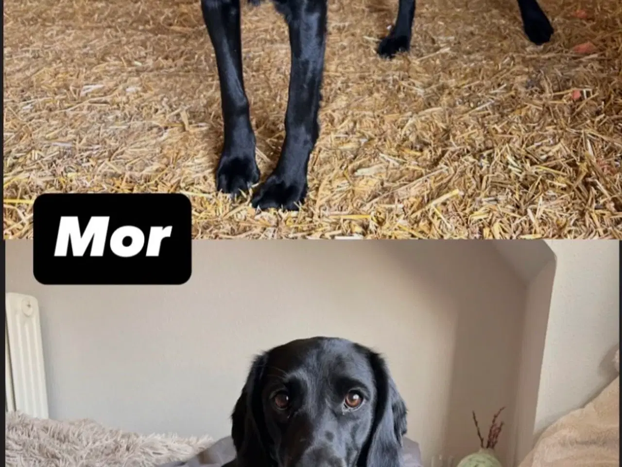 Billede 7 - Hvalpe- F1 labrador/Cocker spaniel