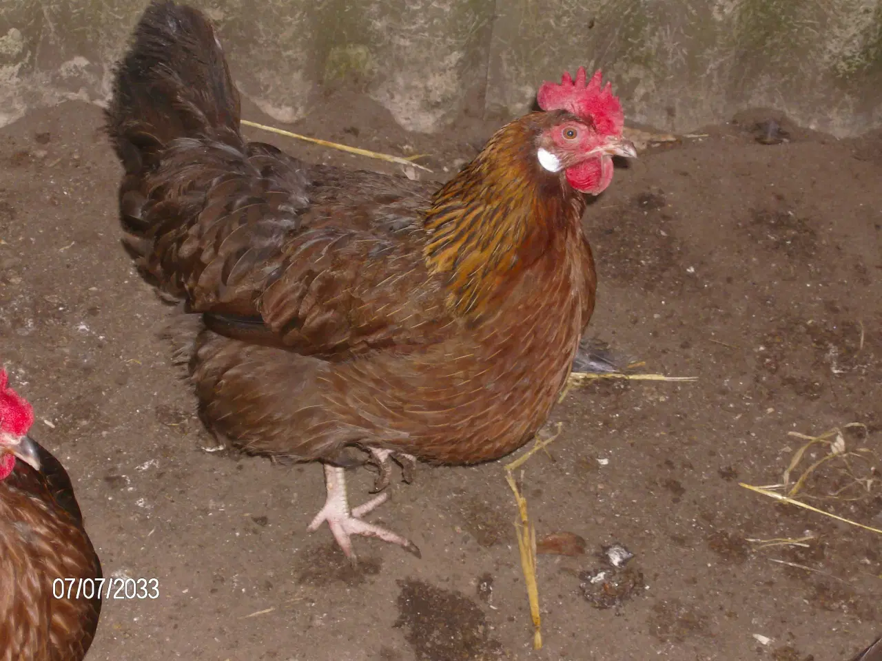 Billede 2 - Kyllinger / Rugeæg