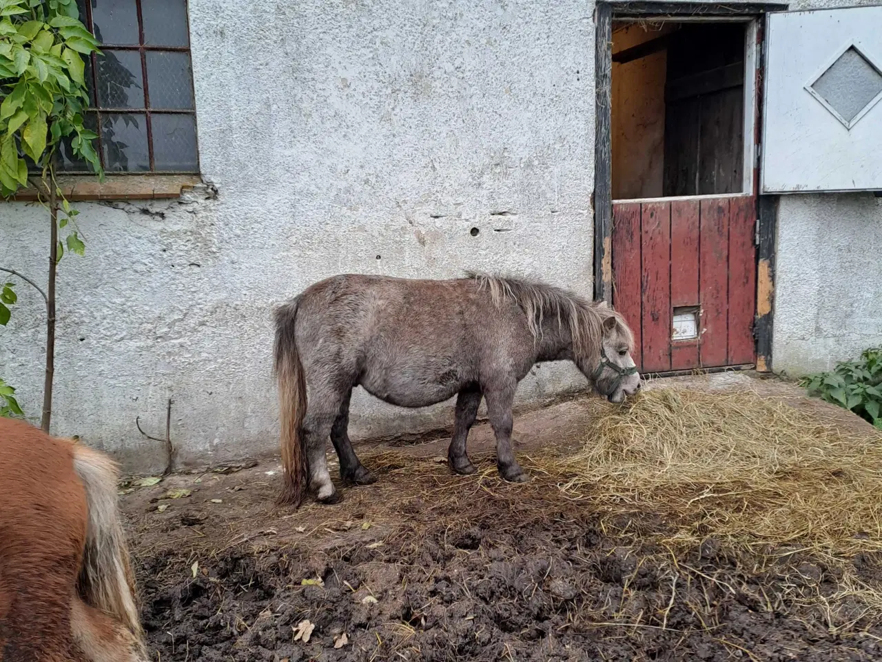 Billede 5 - Shetland m stambog