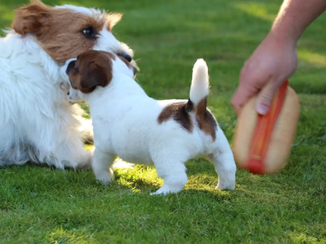 Billede 4 - Ægte Jack Russell terrier hvalpe sælges