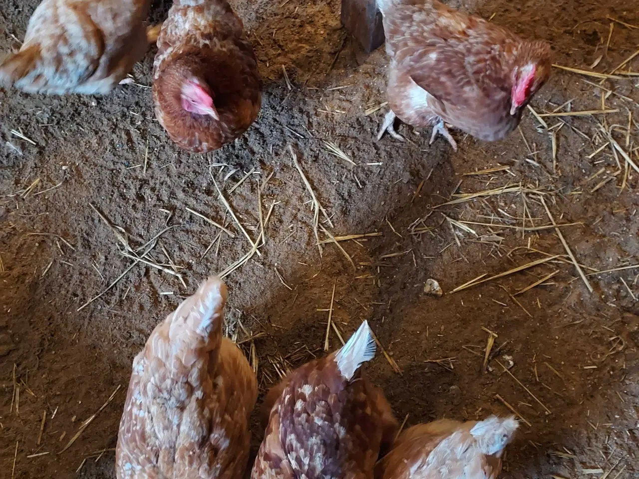 Billede 1 - Isa brown