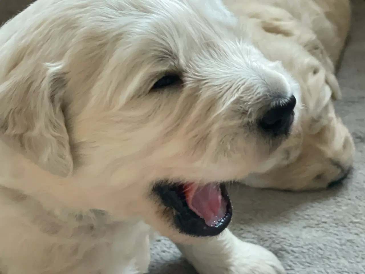 Billede 9 - Hvalpe - Goldendoodle