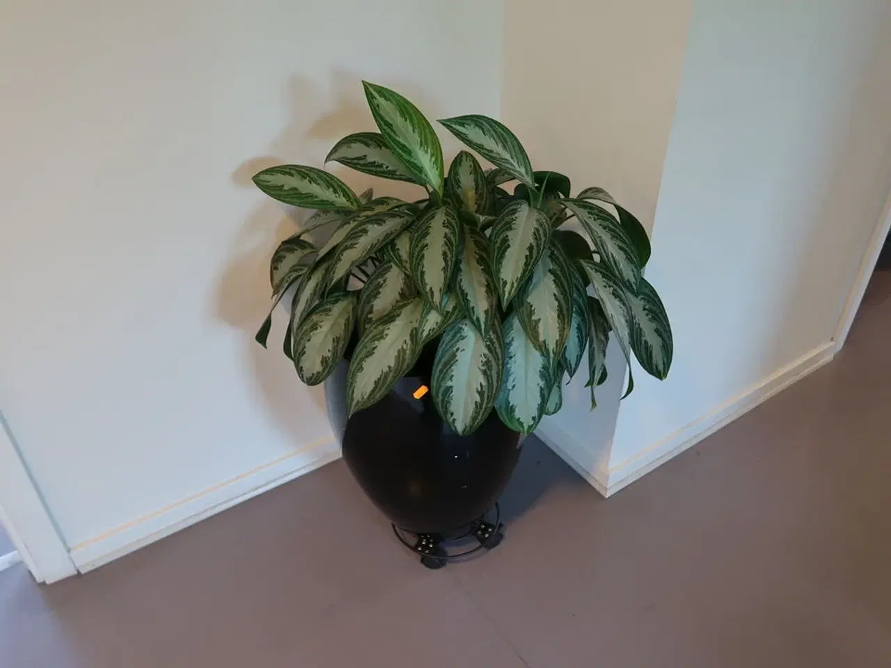 Billede 1 - Plante i krukke