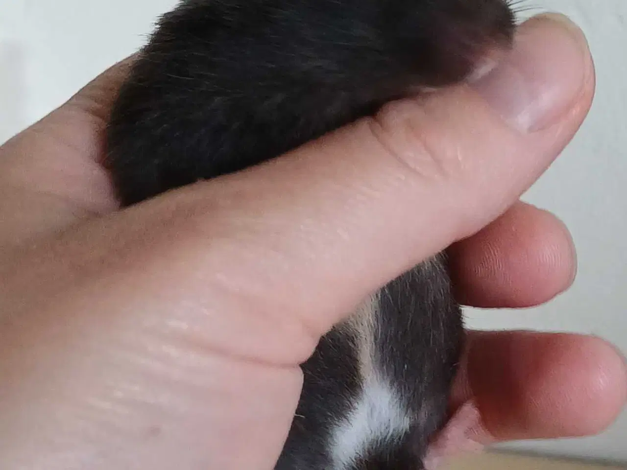 Billede 19 - Guldhamster unger