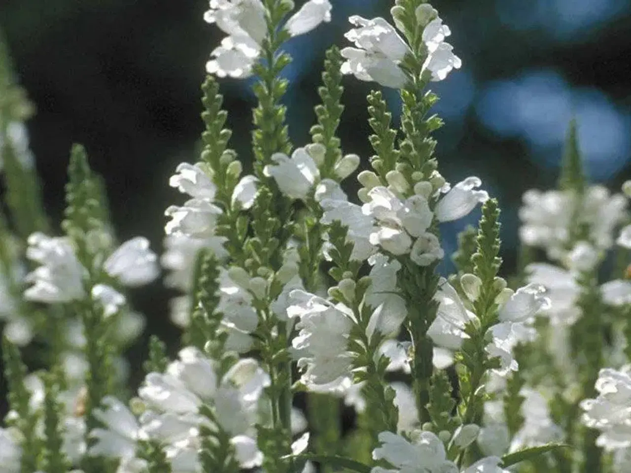 Billede 2 - Blomsterfrø - drejeblomst