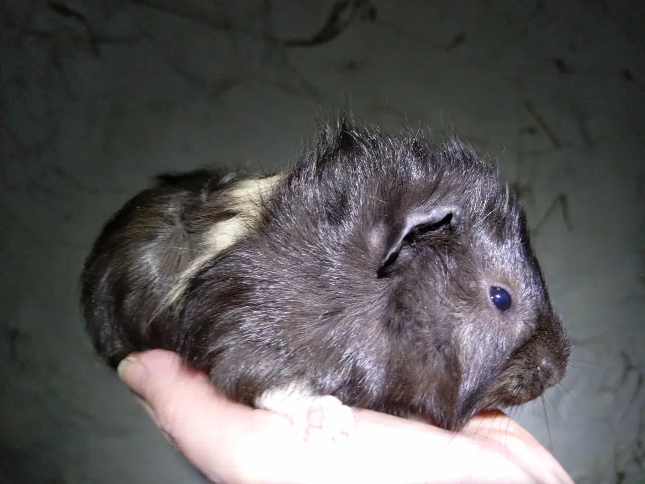 Billede 3 - Hun unger