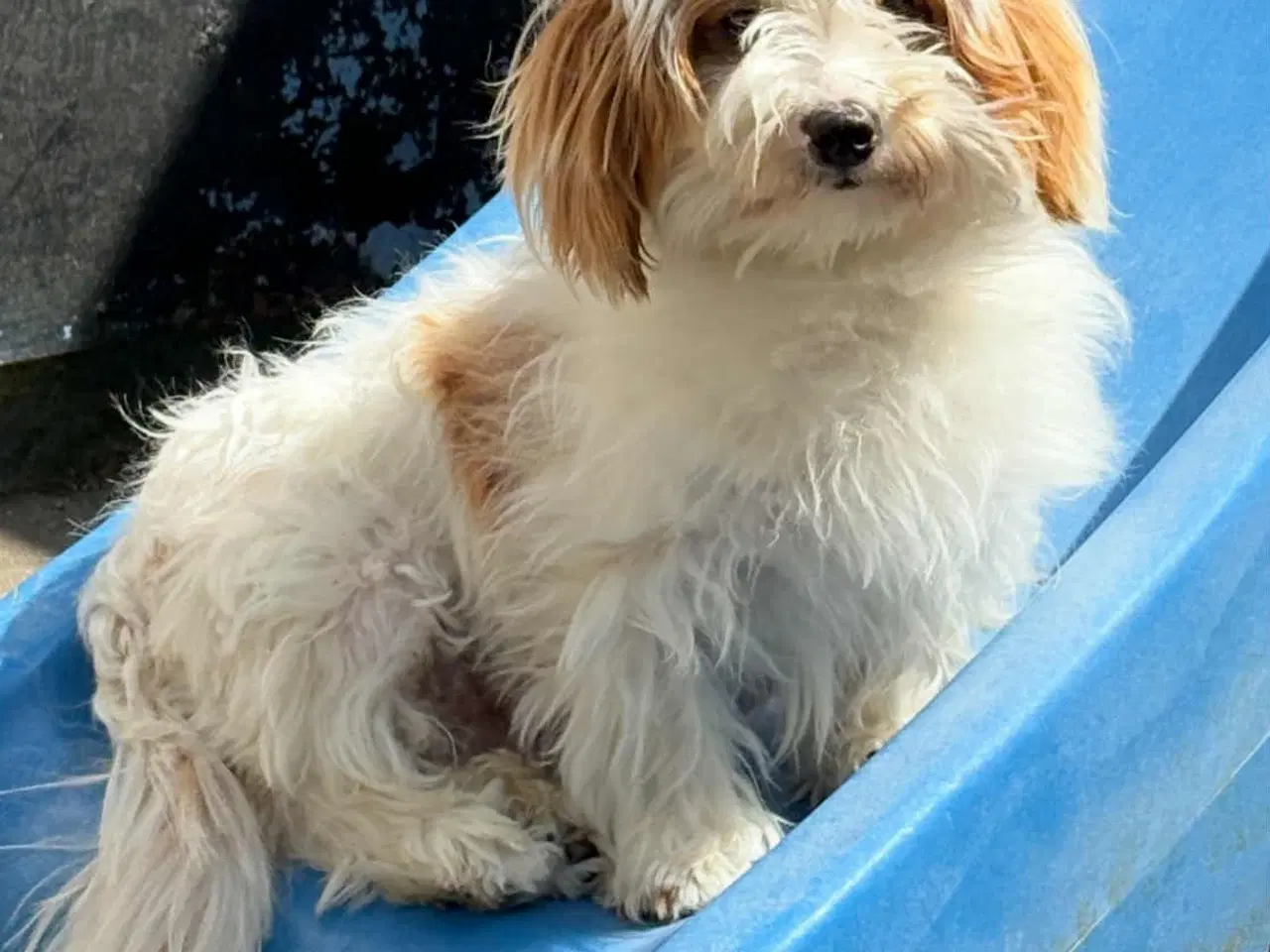 Billede 14 - Fantastisk dejlig familiehund allergivenlige