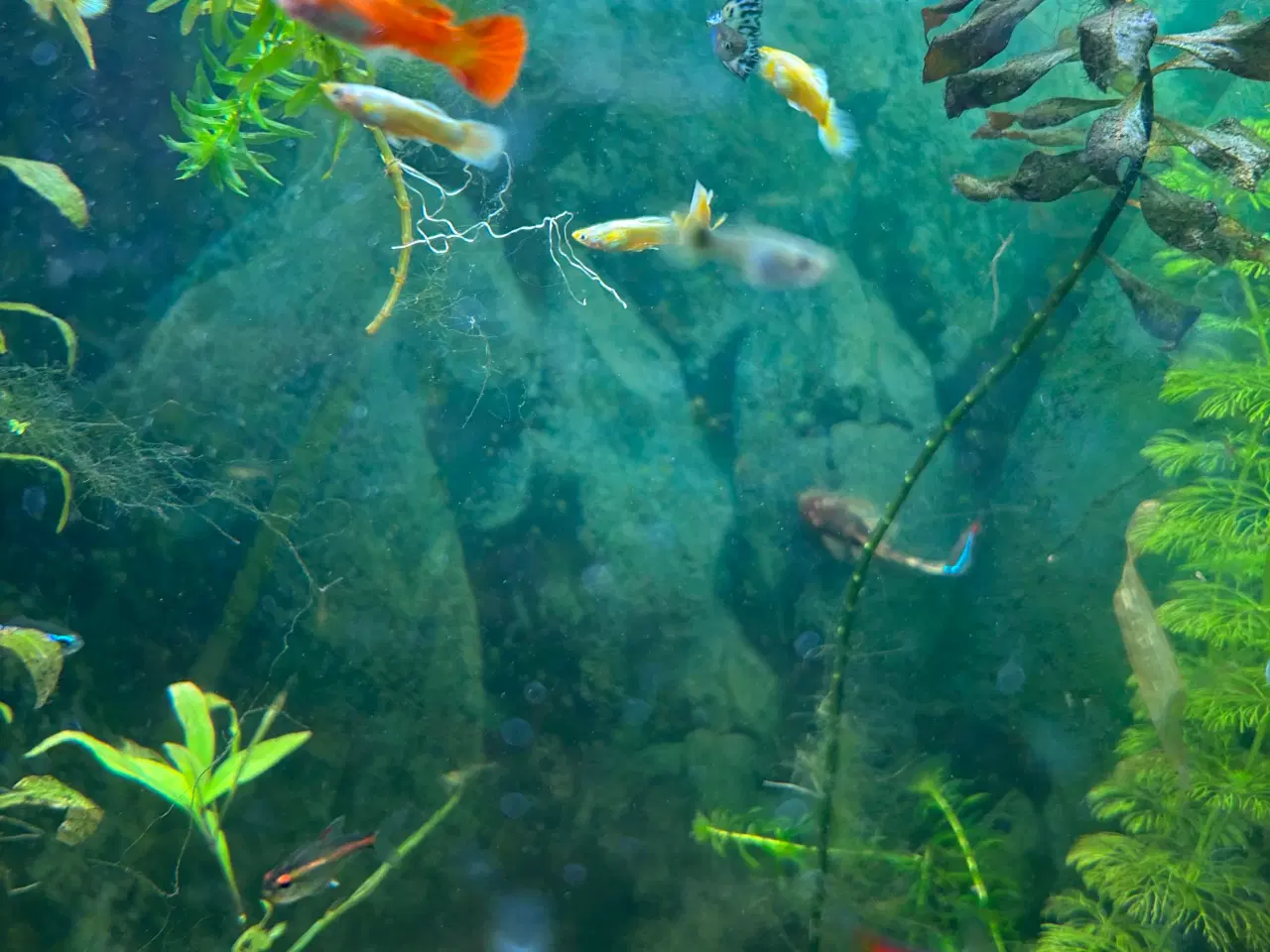 Billede 8 - 🐠 Guppyer – voksne i flotte farver | Afhentning