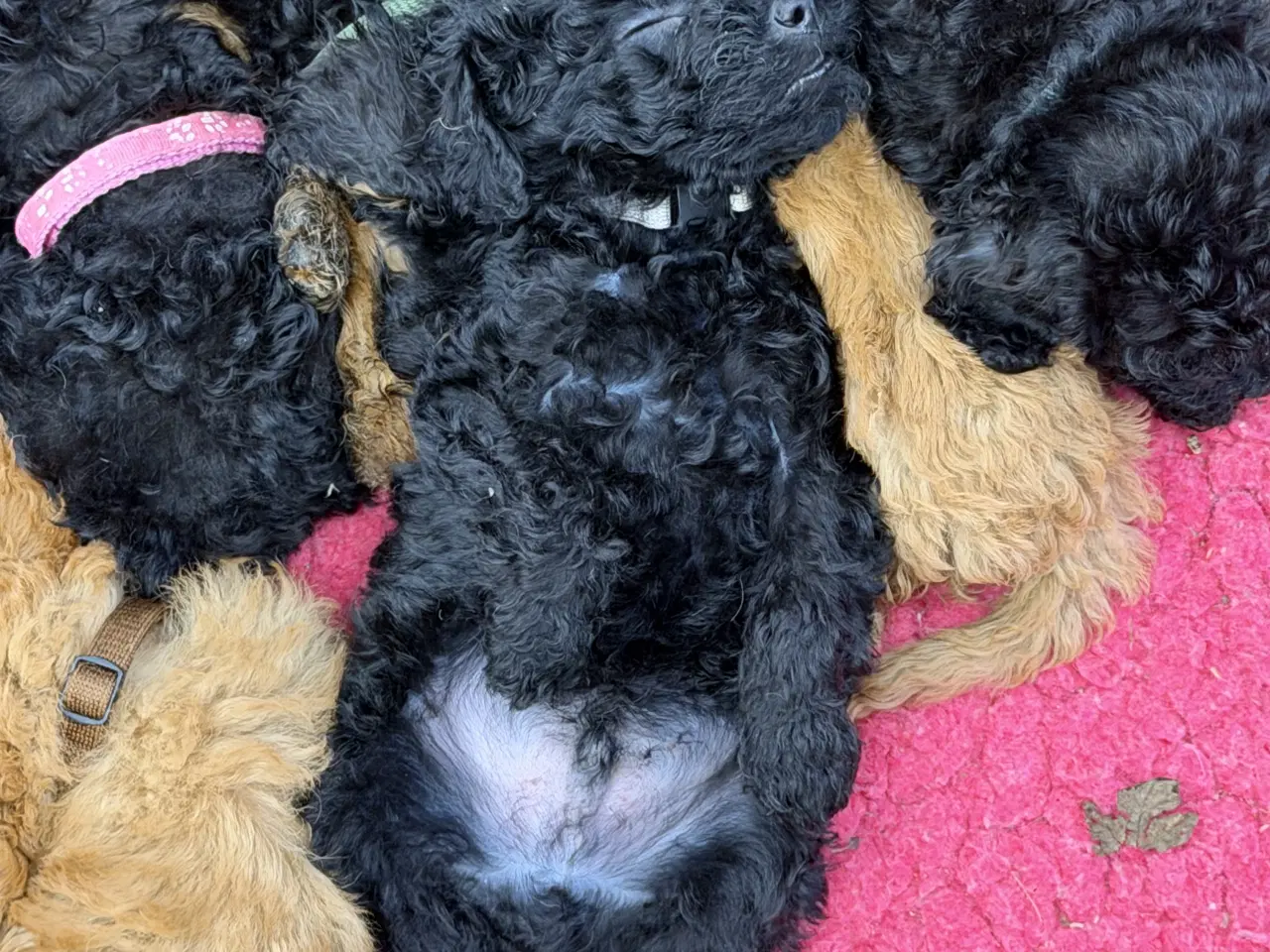 Billede 3 - Cavapoo hvalpe 