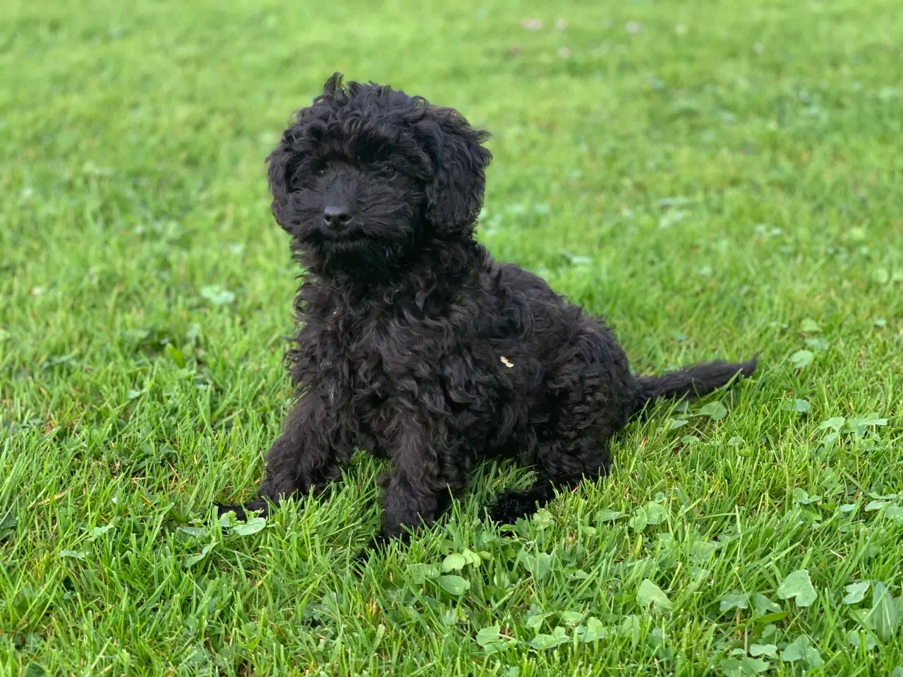 Billede 2 - Mini Maltipoo babyer 