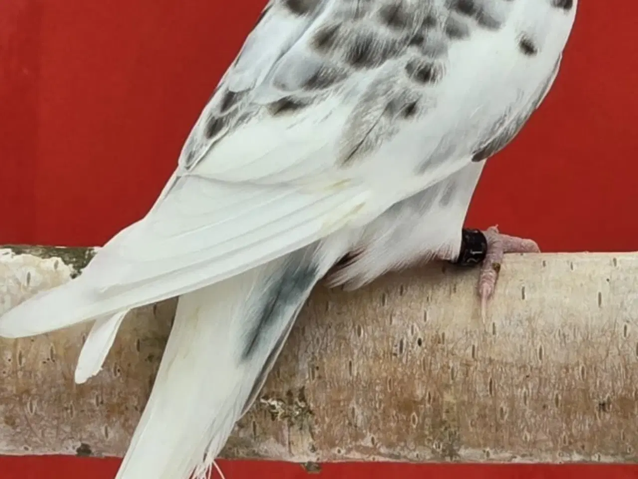 Billede 2 - Blackface,Blackface Texas undulater