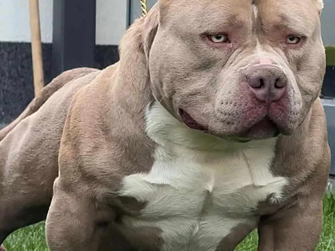 Billede 1 - 🏆Topkvalitets American Bully hanhvalp 