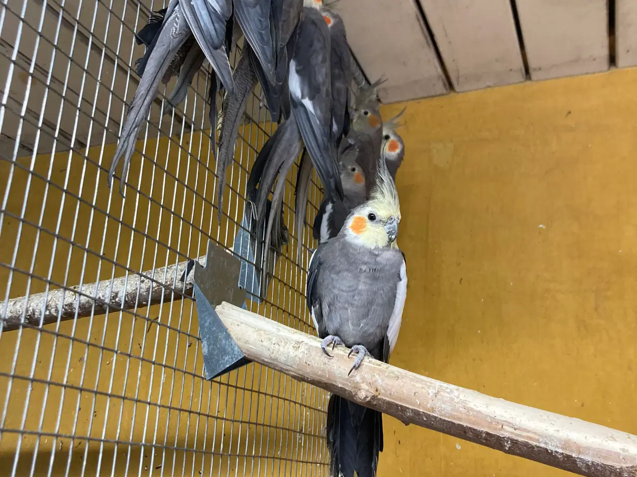 Billede 4 - Nymferparekitter grå 