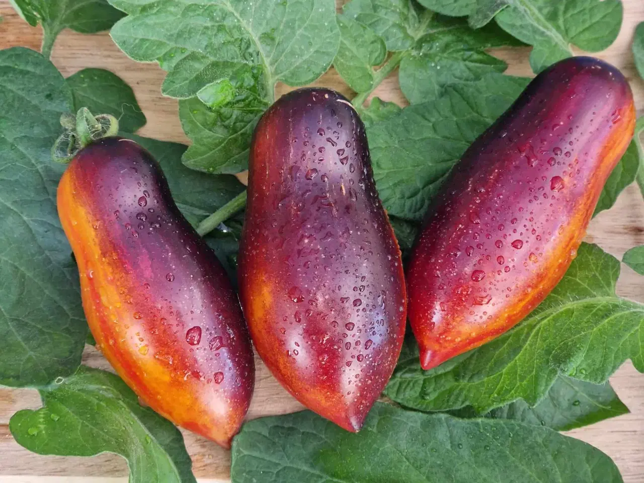 Billede 1 - UDSALG - TOMATFRØ 250 sorter!