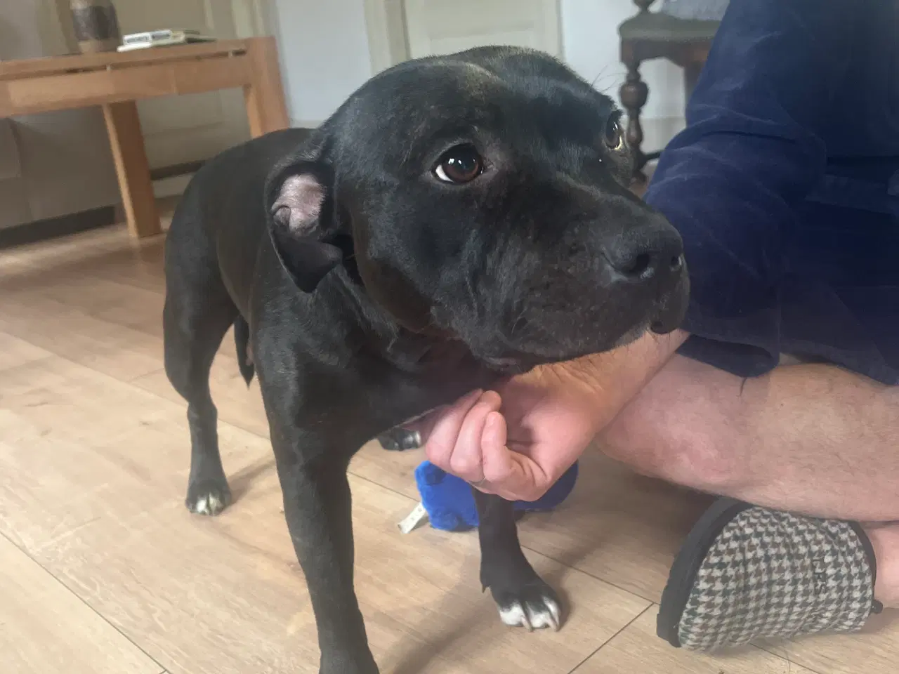 Billede 7 - Staffordshire bullterrier blandinger