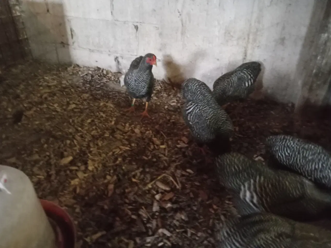 Billede 2 - Dværghøns