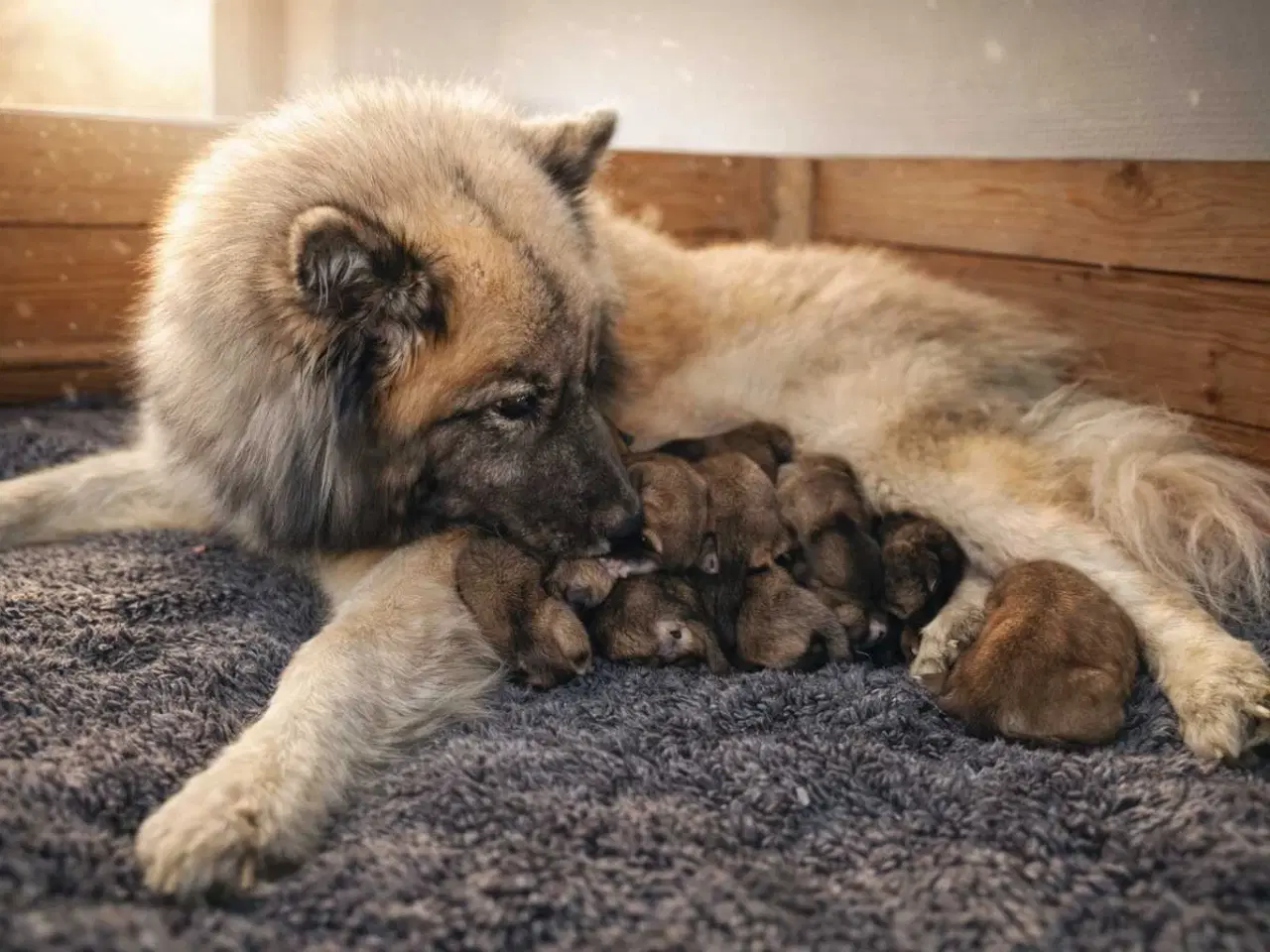 Billede 4 - Husky/Eurasier hvalpe sælges 