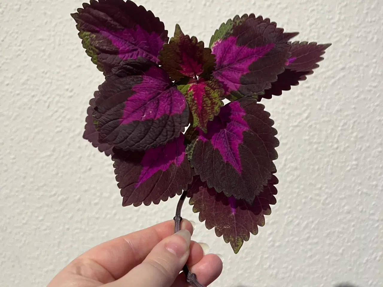 Billede 1 - Coleus/paletblad stiklinger ‘china rose’