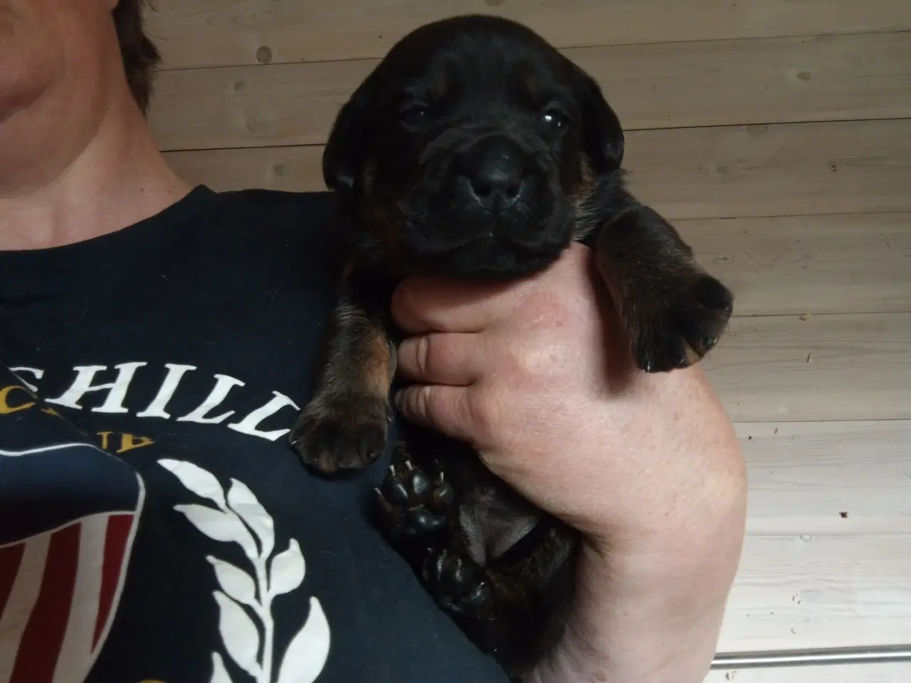 Billede 9 - Rottweiler x Cane Corso mix 