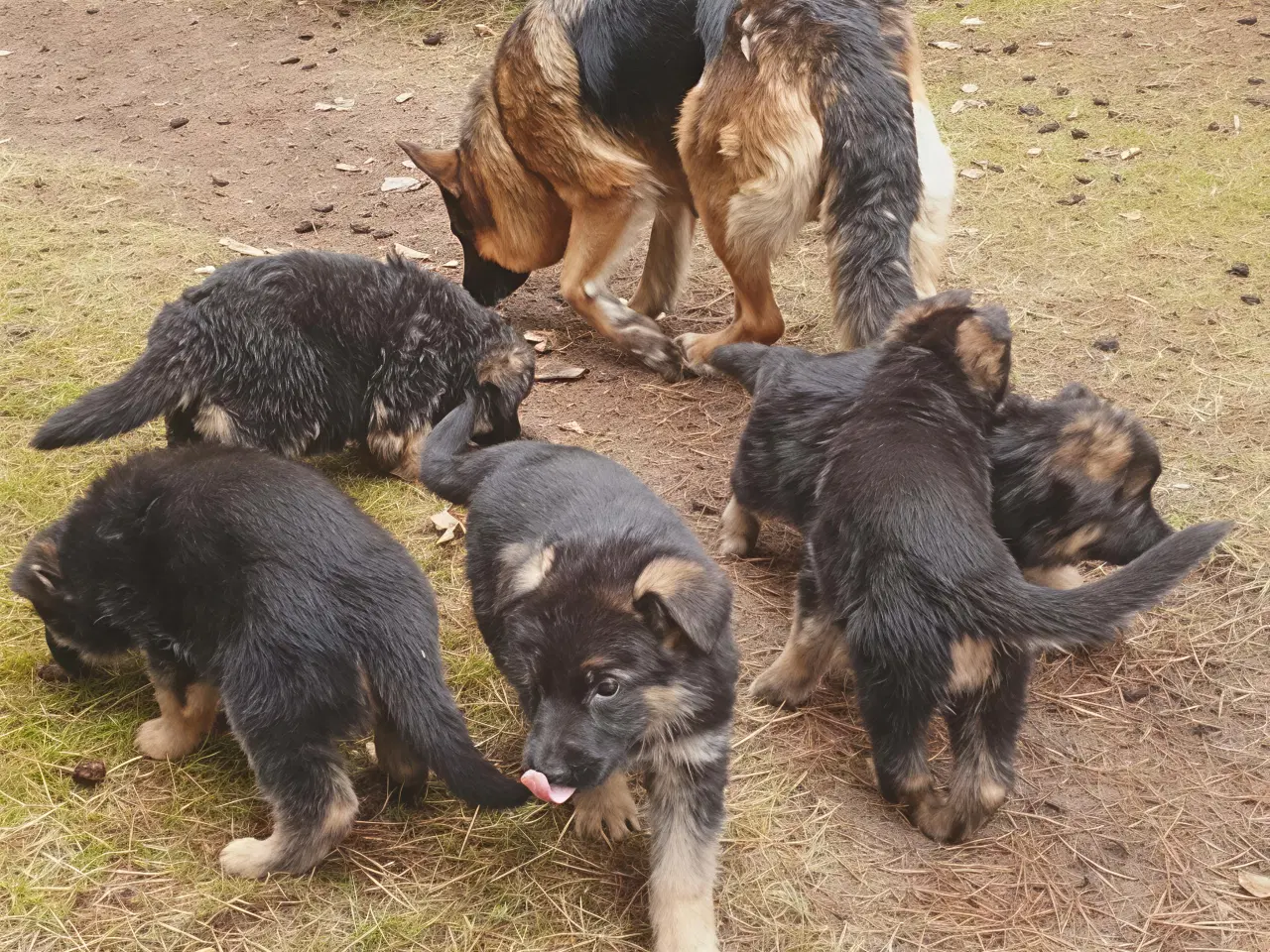 Billede 4 - Schæfer valp til påske 