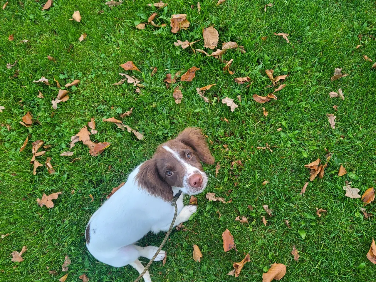 Billede 1 - Ft springer spaniel