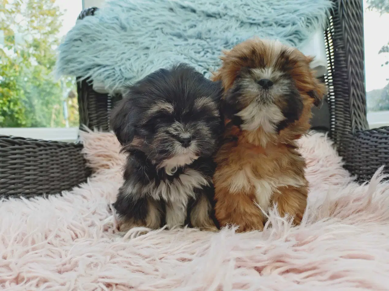 Billede 3 - Lhasa apso hvalpe med stambog 