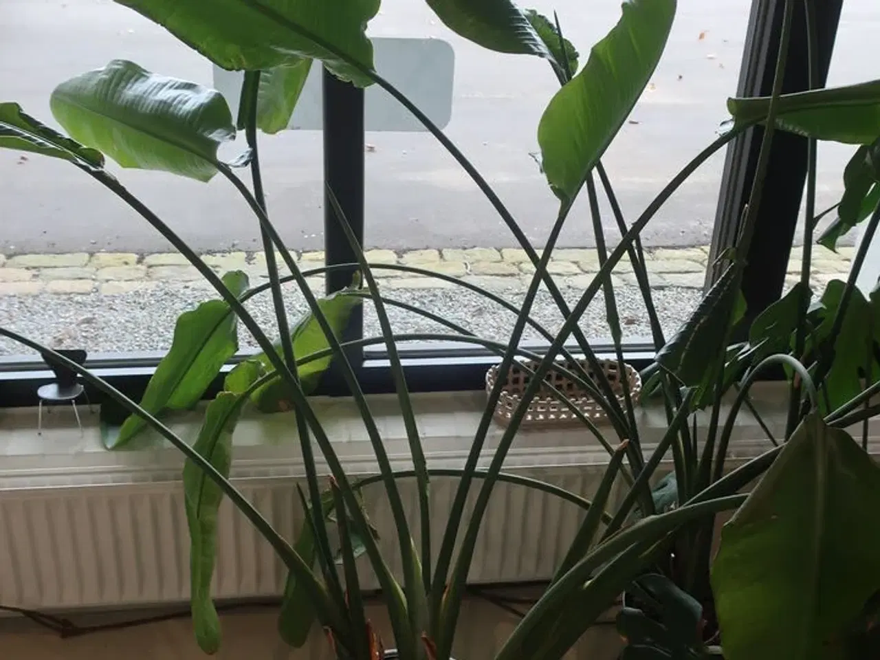 Billede 2 - 4 stk. planter