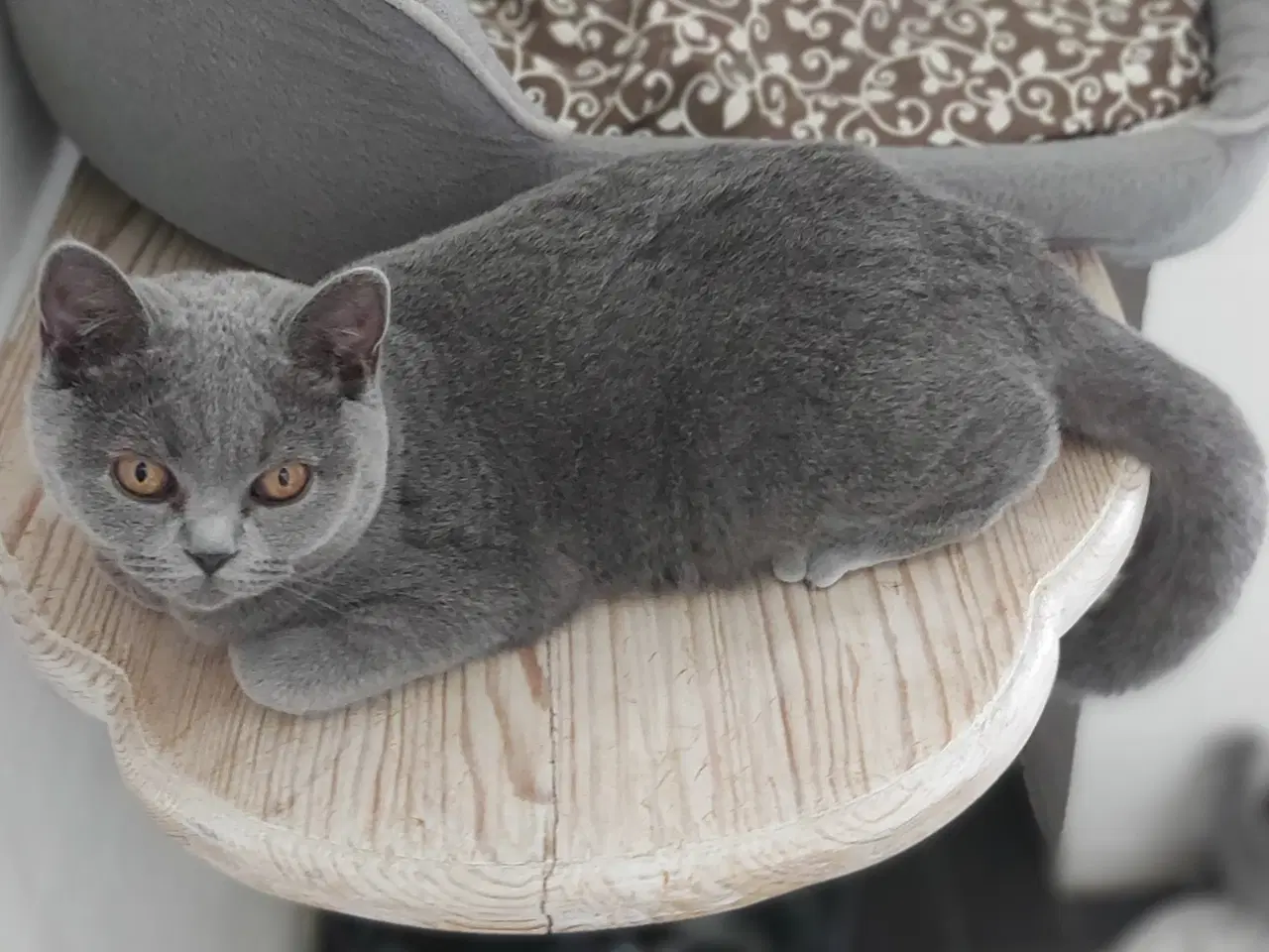 Billede 3 - DK Færge`s Bente efter gamle klassiske  blå linjer