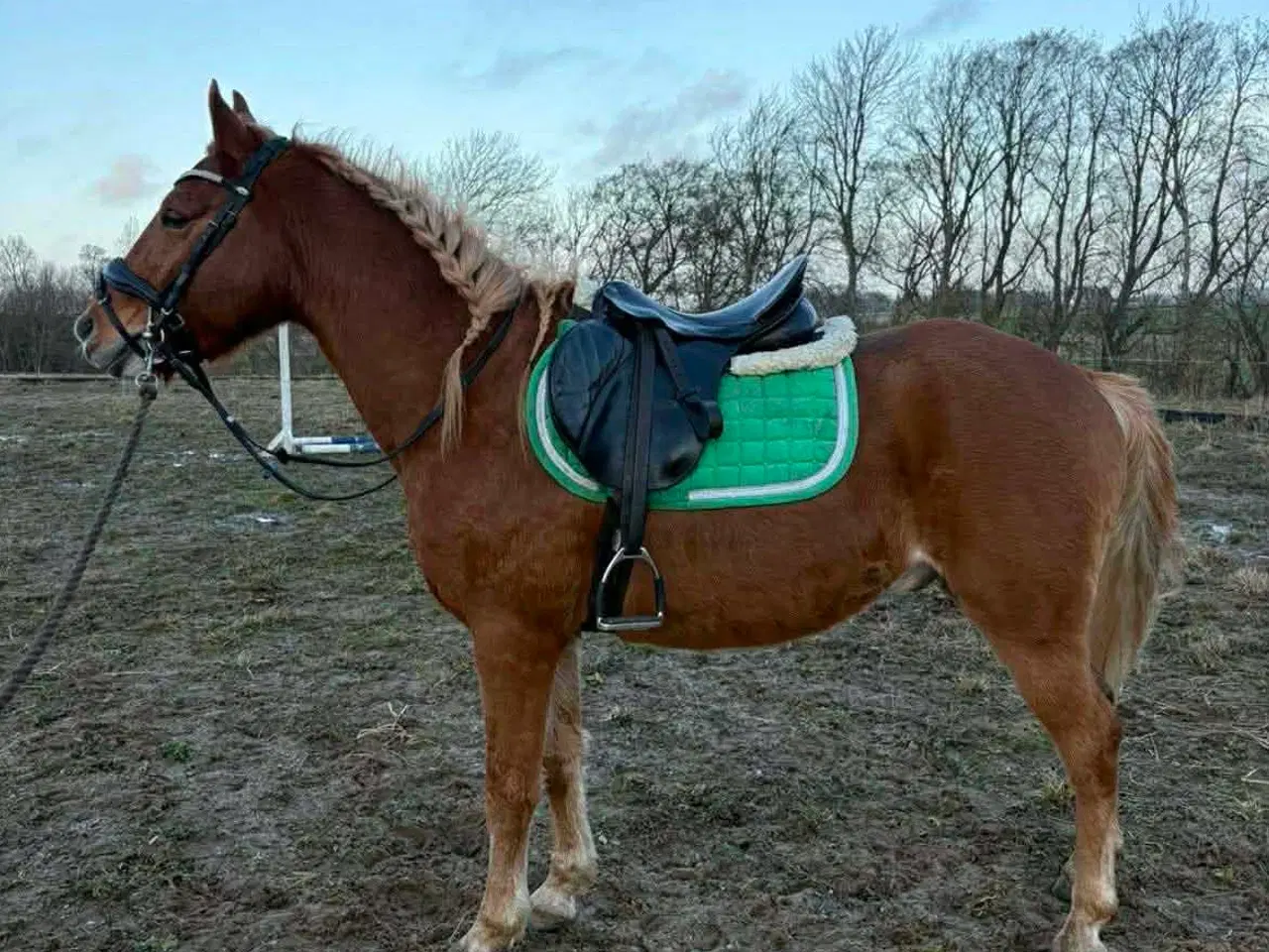 Billede 5 - Sød pony vallak