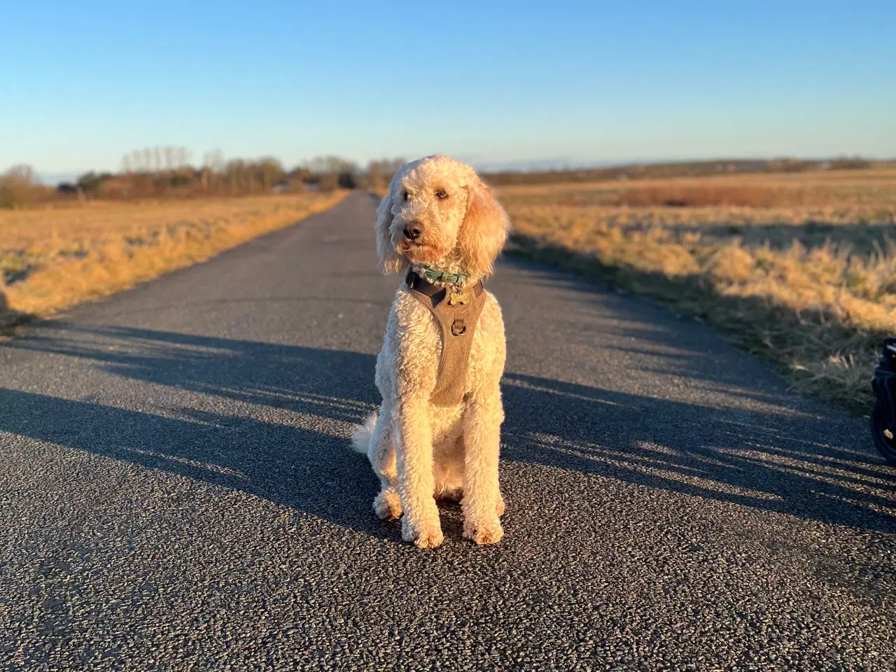 Billede 11 - Goldendoodle 