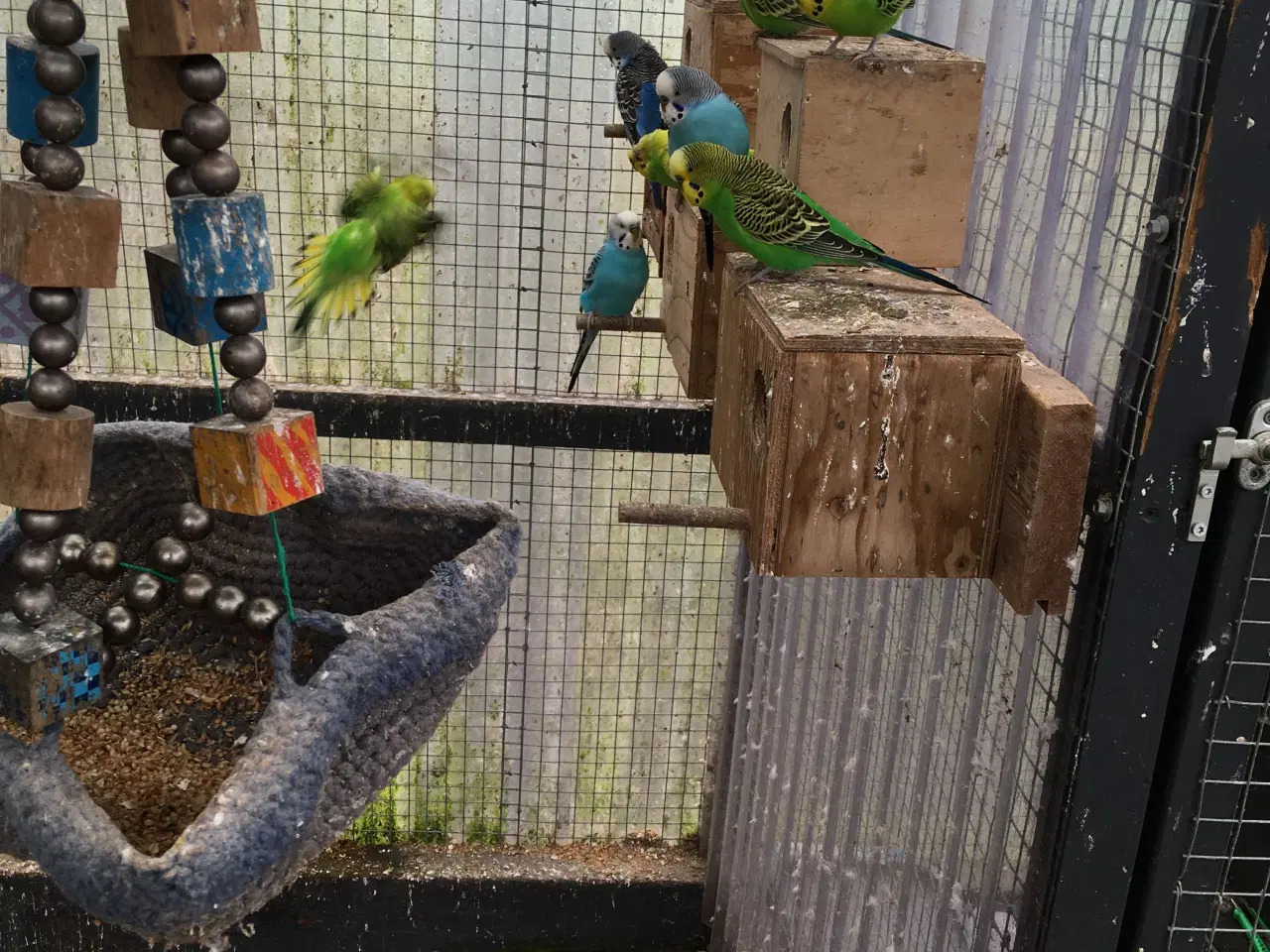 Billede 4 - Undulater flere forskellige farve