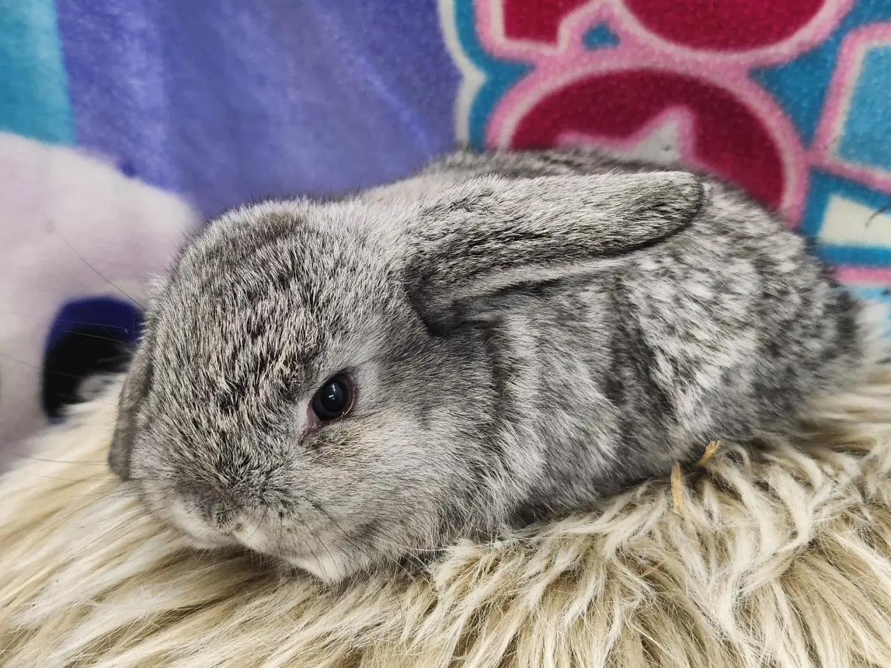 Billede 1 - Minilop kaninunger
