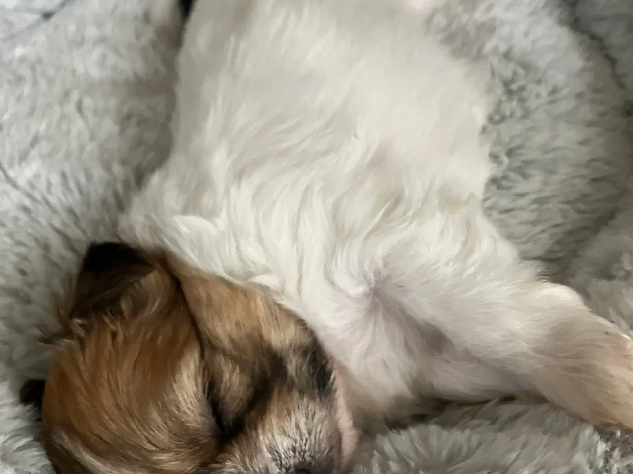 Billede 6 - Mini boomer