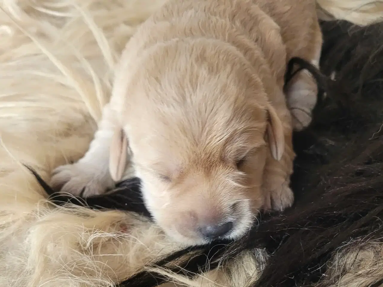 Billede 1 - Labradoodle