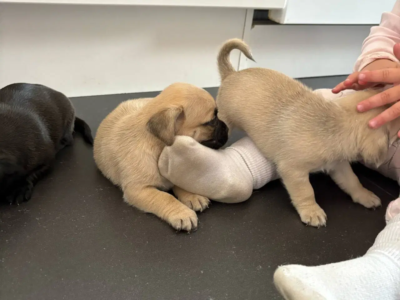 Billede 6 - Jack russel terry og mops hvalpe 