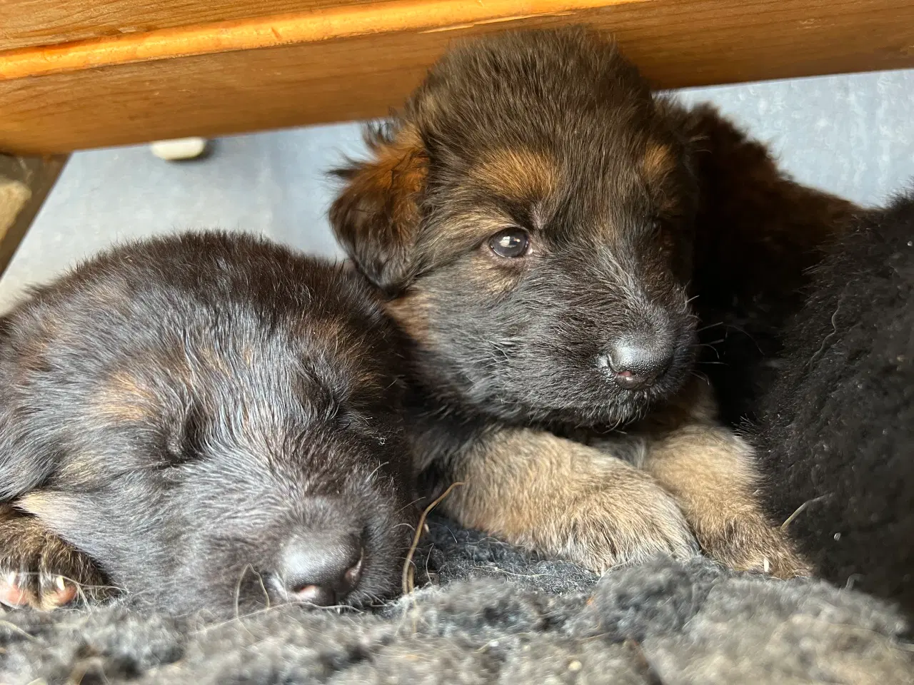 Billede 1 - 5 uger gamle ægte langhåret schæferhvalpe sælges, 