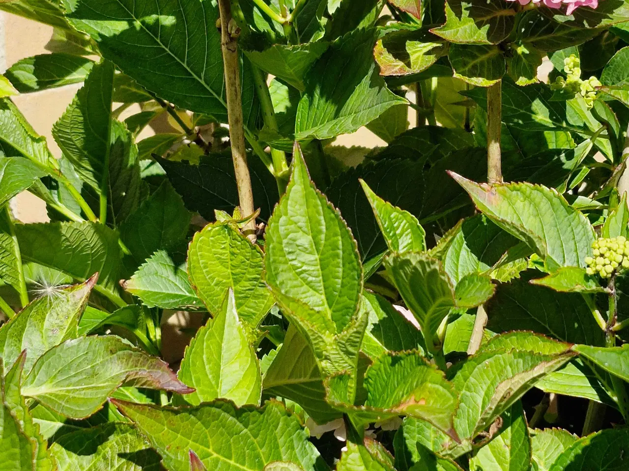 Billede 3 - Stor Hortensia 