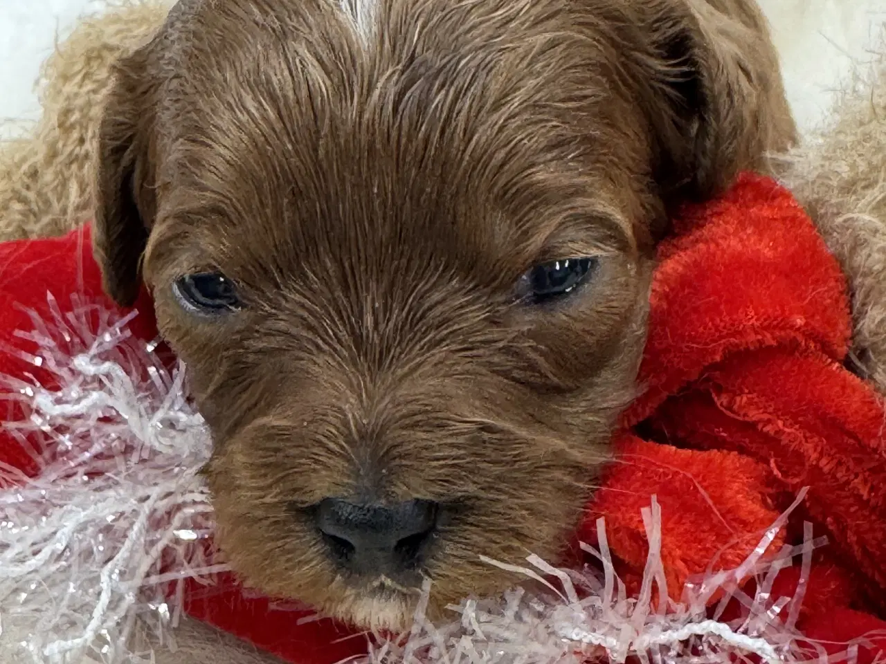 Billede 5 - Skønne Cavapoo hvalpe i det nye år 🎉