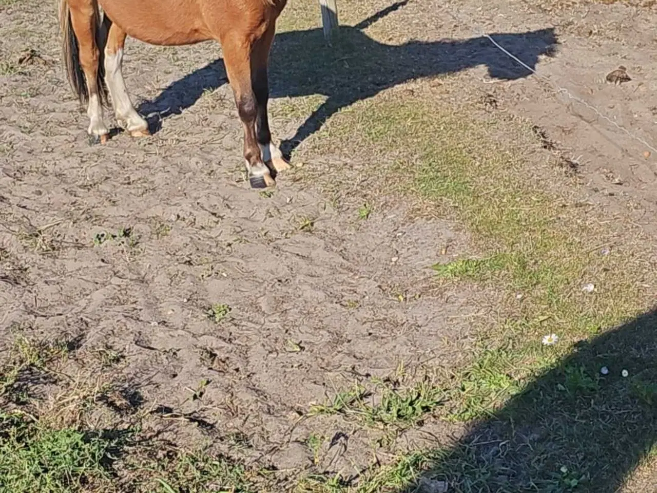 Billede 8 - Betten meget sød hingst 