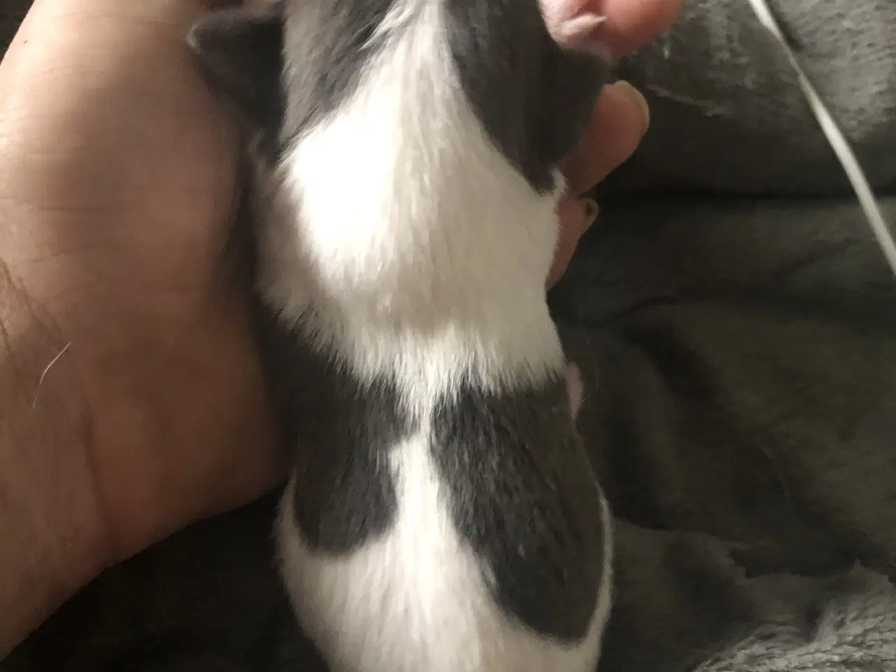 Billede 11 - Shih Tzu / Chihuahua blanding