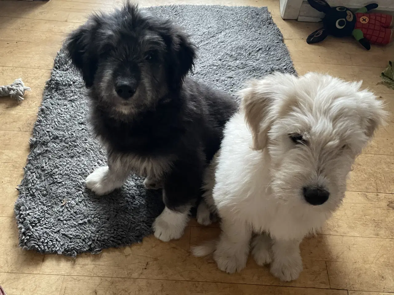 Billede 2 - Golden Doodle & Alaskan Malamute Hvalpe