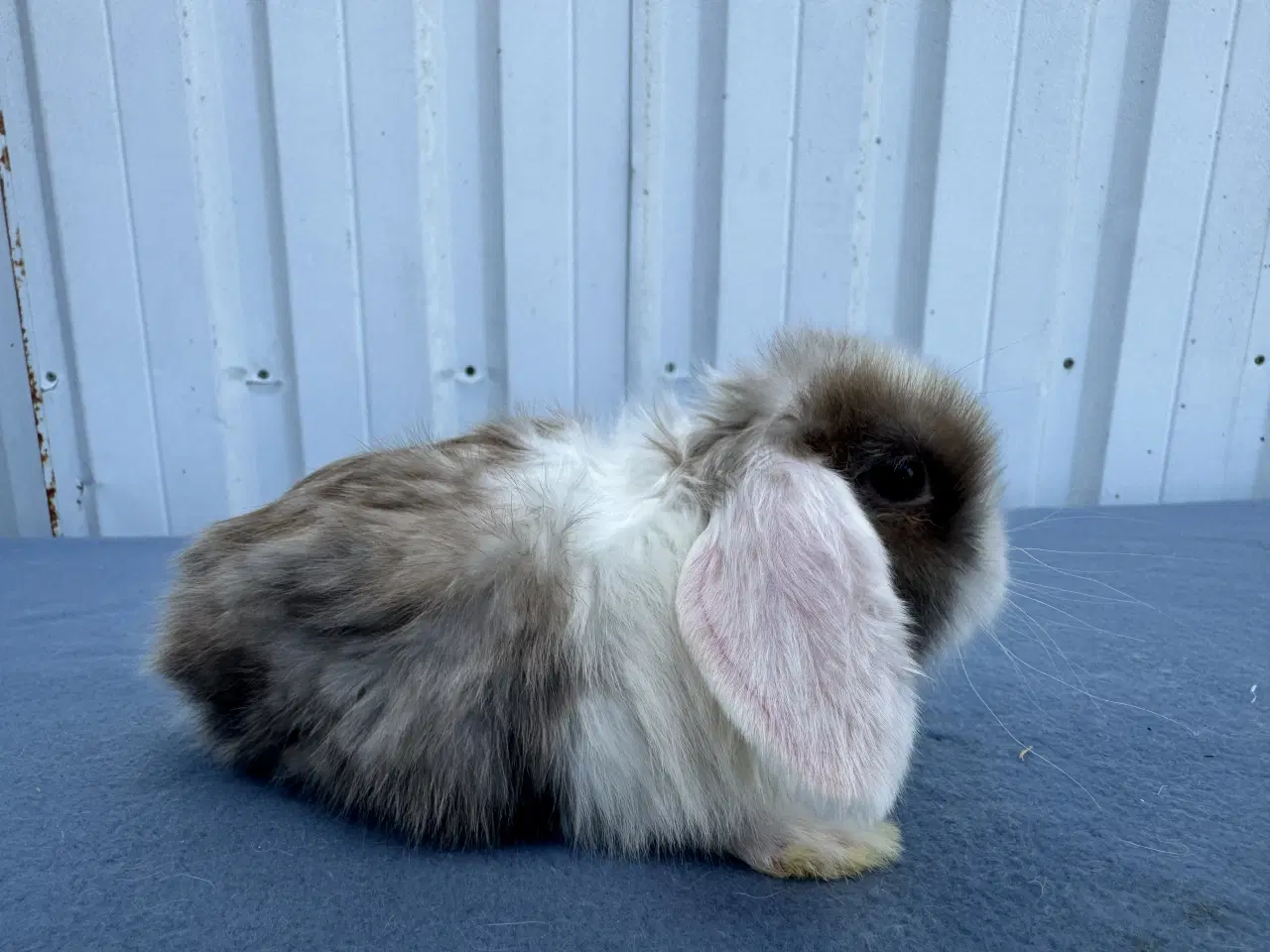 Billede 6 - Dværgvædder hunkanin