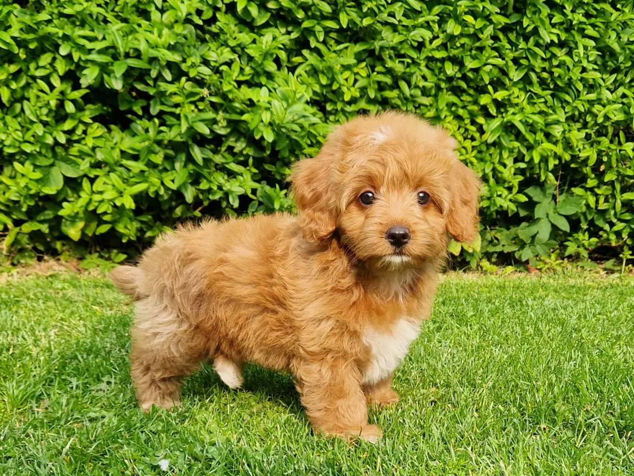 Billede 13 - Havapoo Bamser Puddel & Bichon Havanais