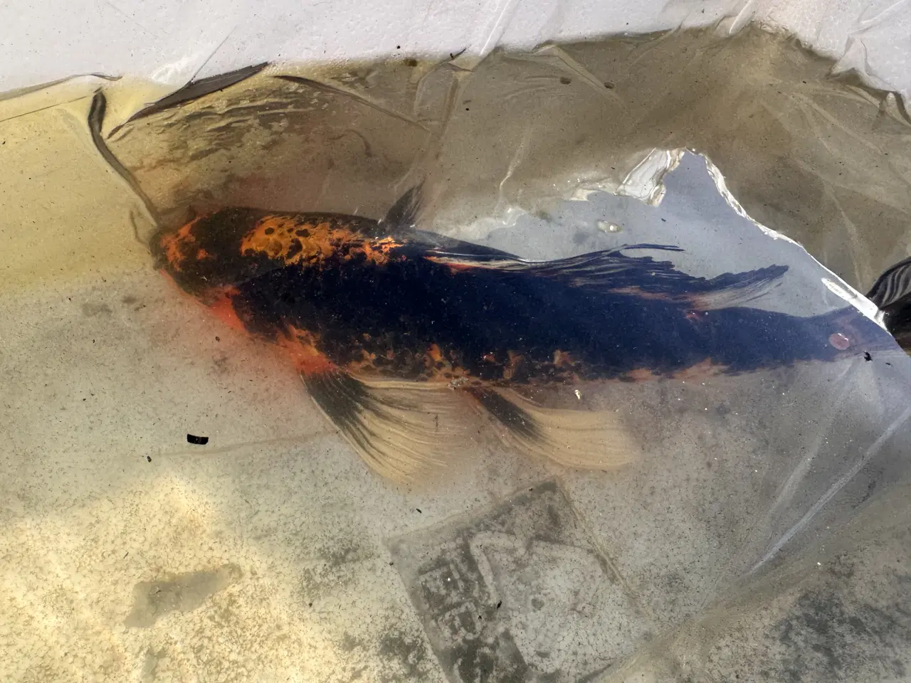 Billede 1 - 2 Butterfly koi og en Græskarpe