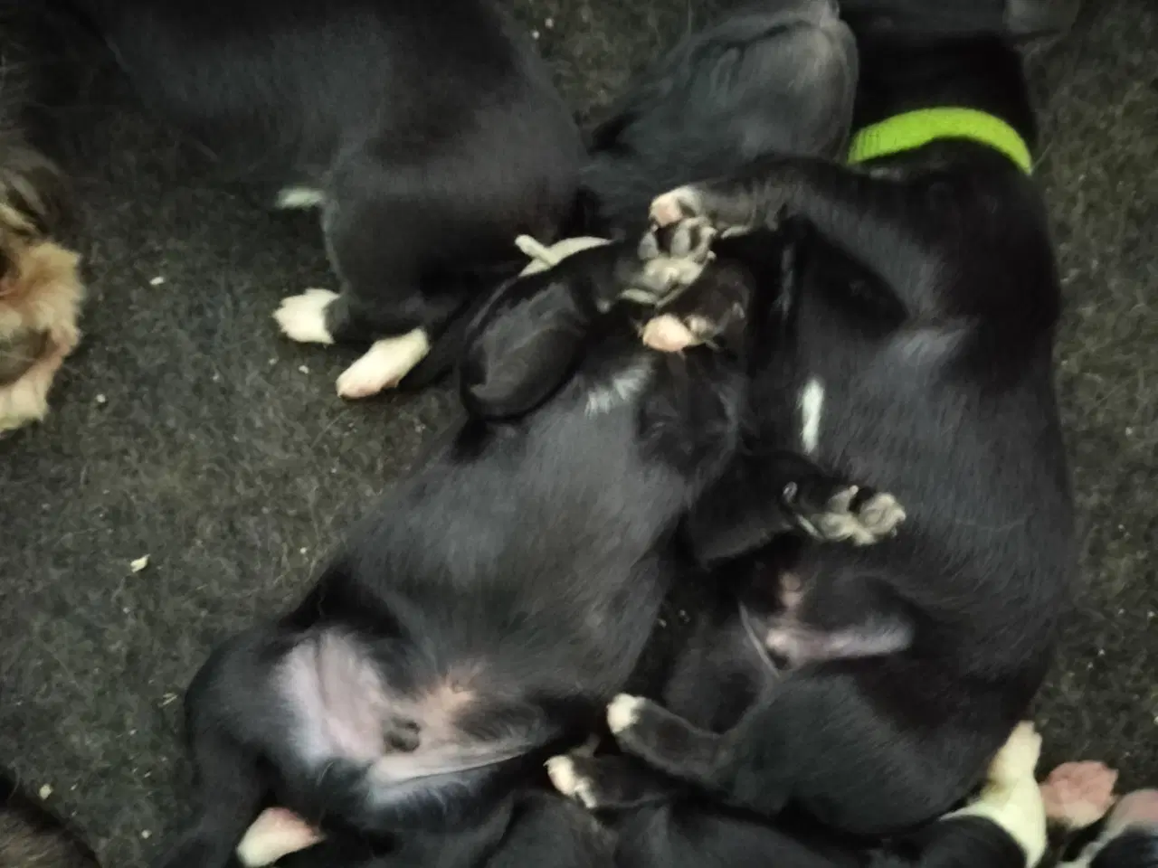 Billede 8 - Blandings hundehvalpe sælges