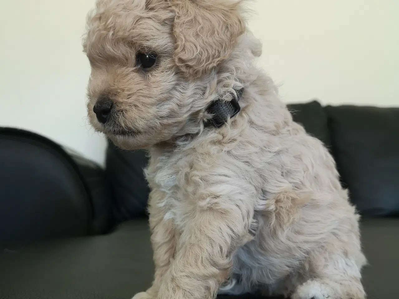 Billede 3 - Cavapoo F1b