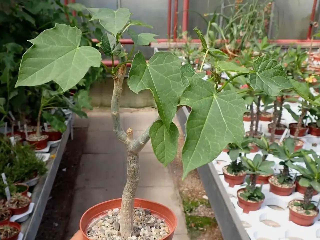 Billede 3 - 30 Sjældne Jatropha Curcas Frø inkl levering 