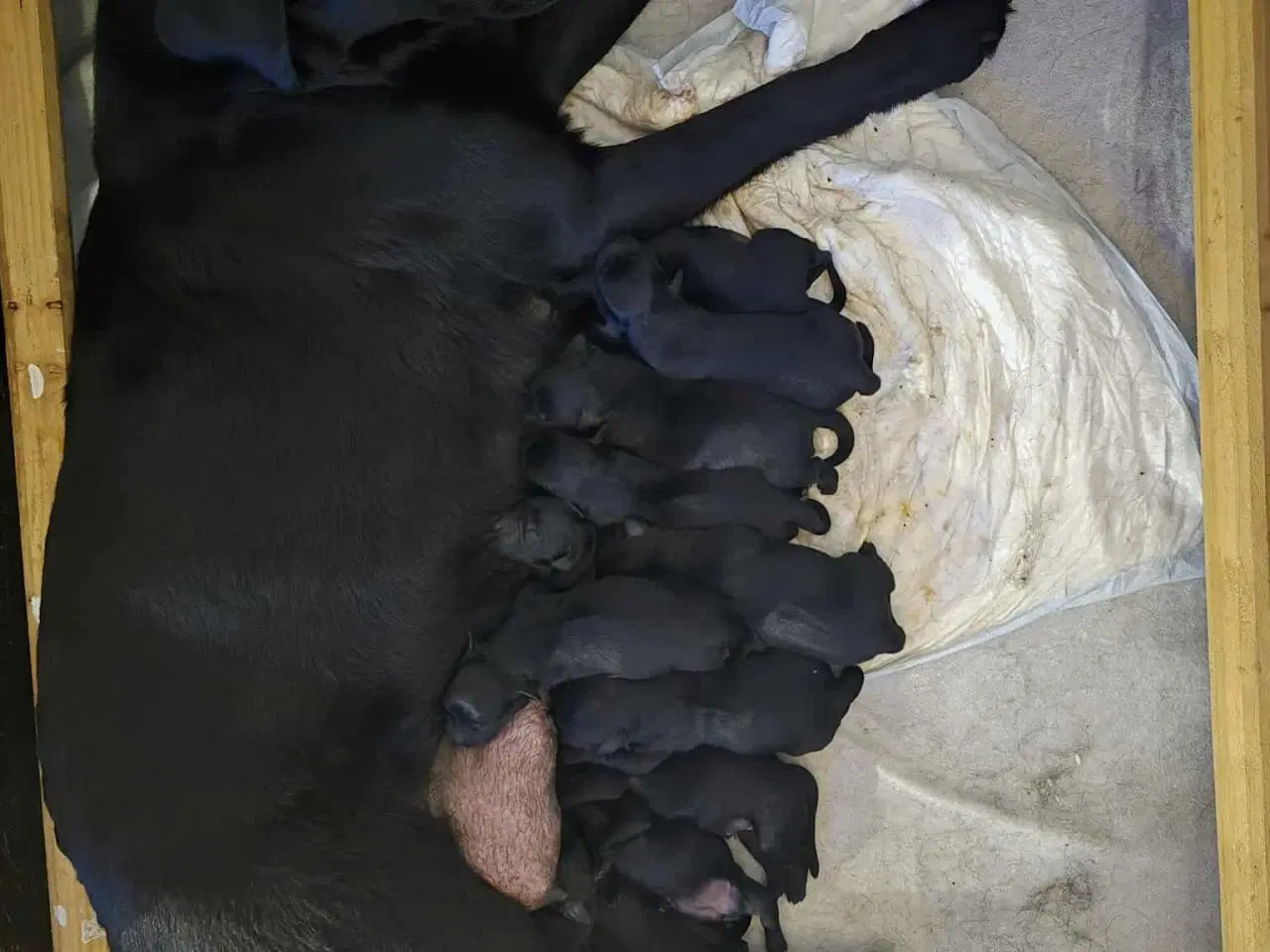 Billede 4 - Lækre familiehunde